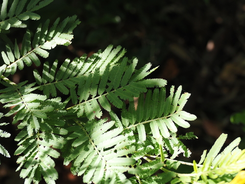 Image of Acacia irrorata by (c) Lucas Christofides, some rights reserved (CC BY)
