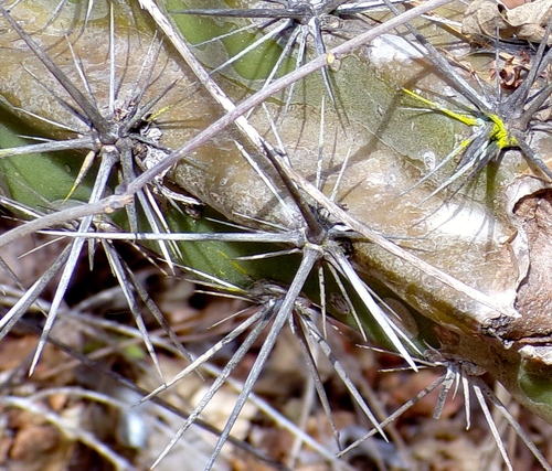 Image of Stenocereus alamosensis by (c) Francisco Farriols Sarabia, some rights reserved (CC BY)