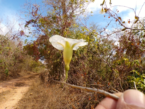Foto de Cansanção