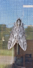 Sphinx canadensis