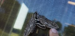 Sphinx canadensis