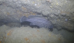 Pareques fuscovittatus
