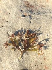 Chondrus crispus