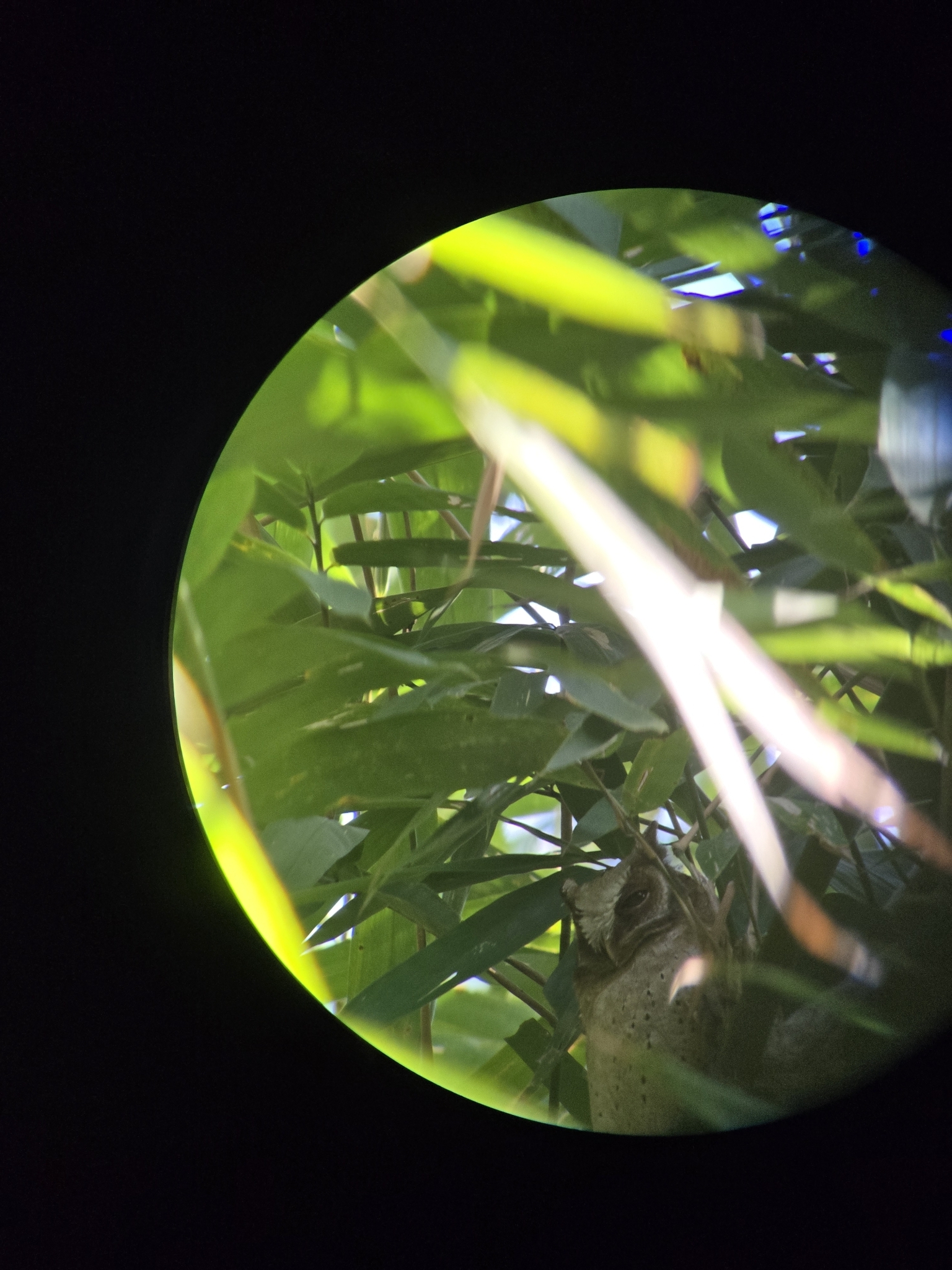 White-fronted Scops Owl (Otus sagittatus), photo 2