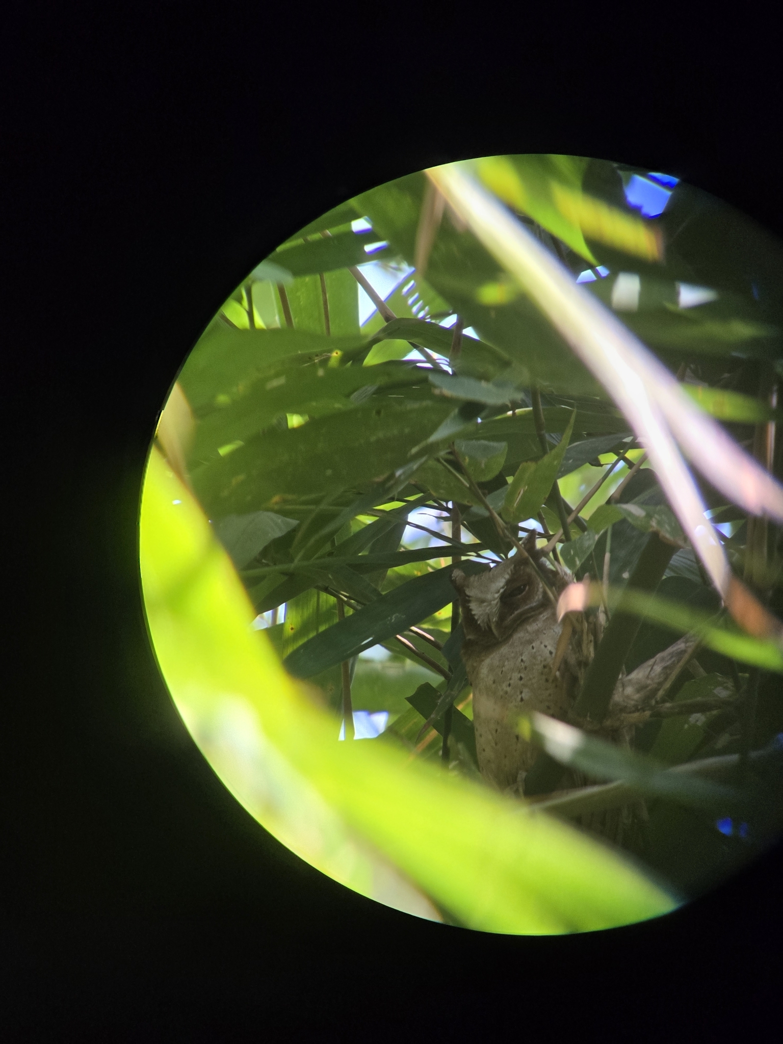 White-fronted Scops Owl (Otus sagittatus), photo 3