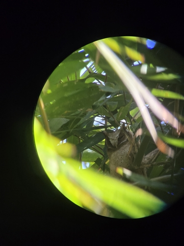 White-fronted Scops Owl (Otus sagittatus), photo 8