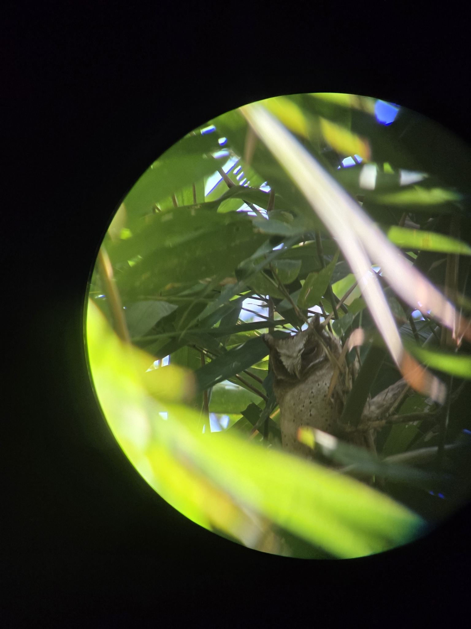 White-fronted Scops Owl (Otus sagittatus), photo 4