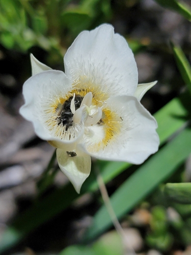 Subalpine mariposa lily (Calochortus subalpinus)