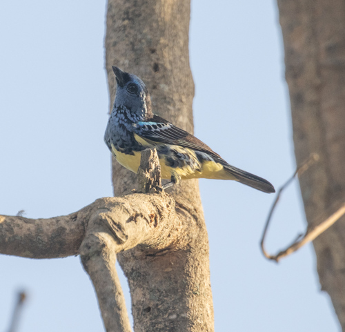 Turquoise Tanager (Tangara mexicana), photo 5