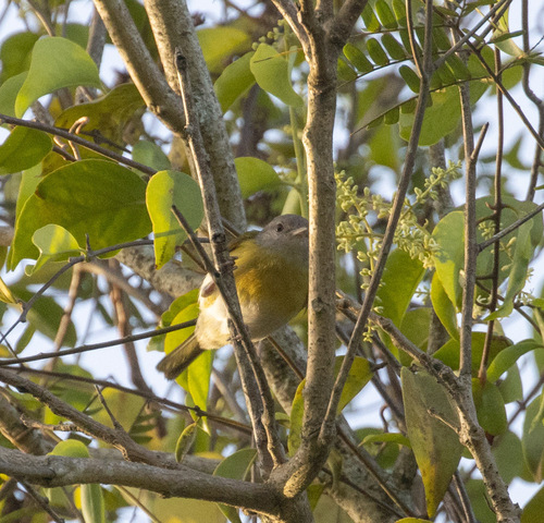 Ashy-headed Greenlet (Hylophilus pectoralis), photo 2