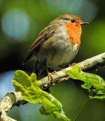 Erithacus rubecula
