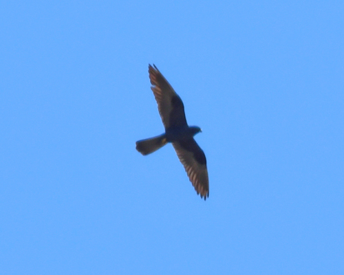 Halcón de Eleonora (Falco eleonorae)