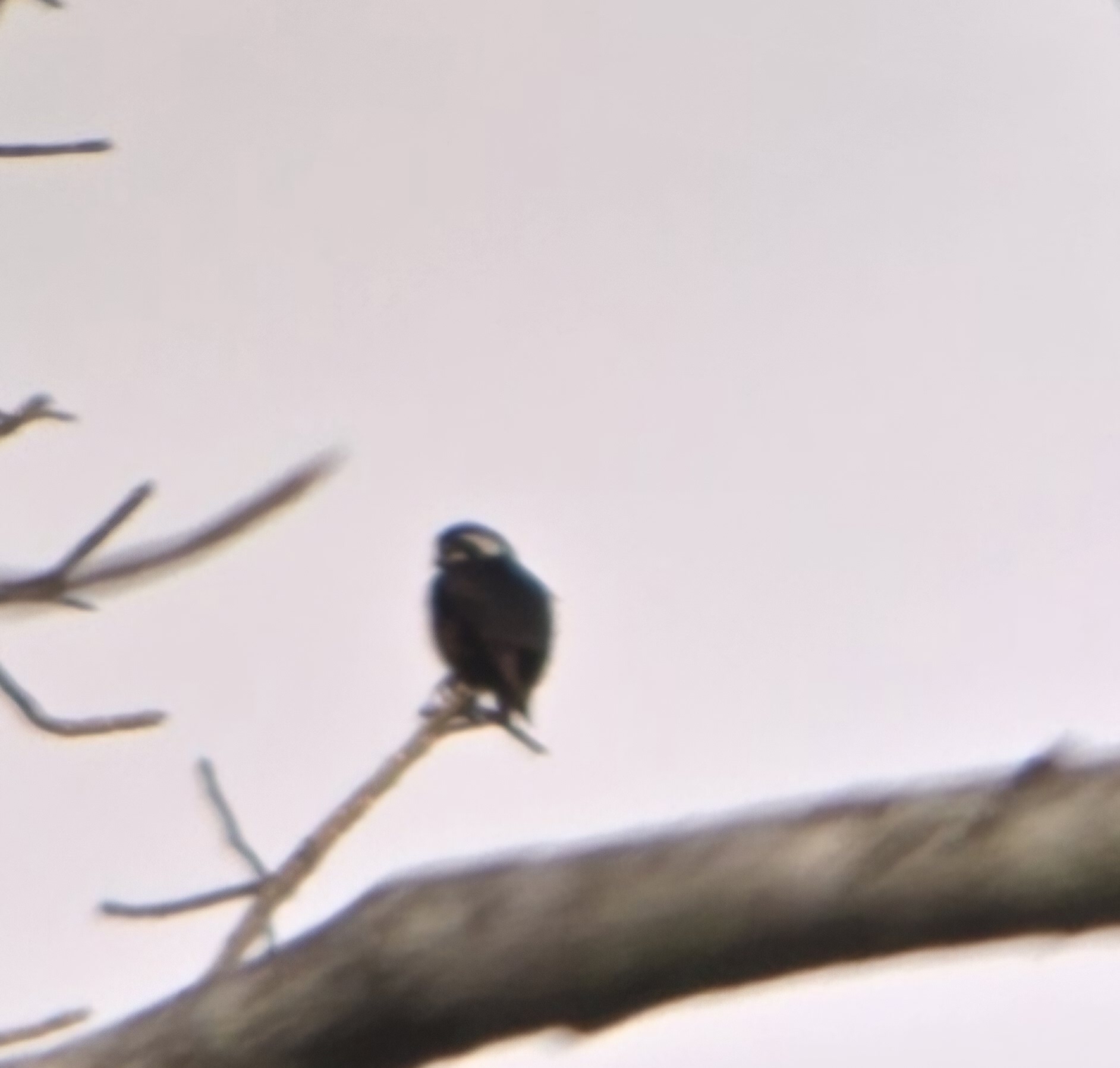 Black-thighed Falconet (Microhierax fringillarius), photo 3