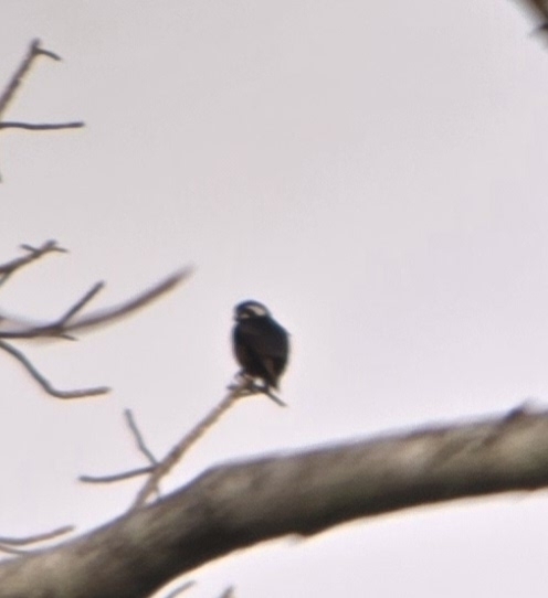 Black-thighed Falconet (Microhierax fringillarius), photo 4