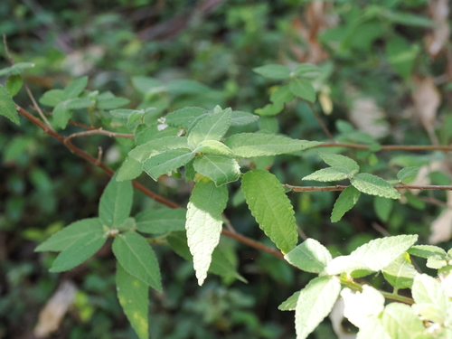 Image of Acalypha nemorum by (c) Lucas Christofides, some rights reserved (CC BY)