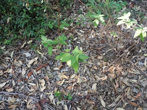 Image of Acalypha nemorum by (c) Lucas Christofides, some rights reserved (CC BY)