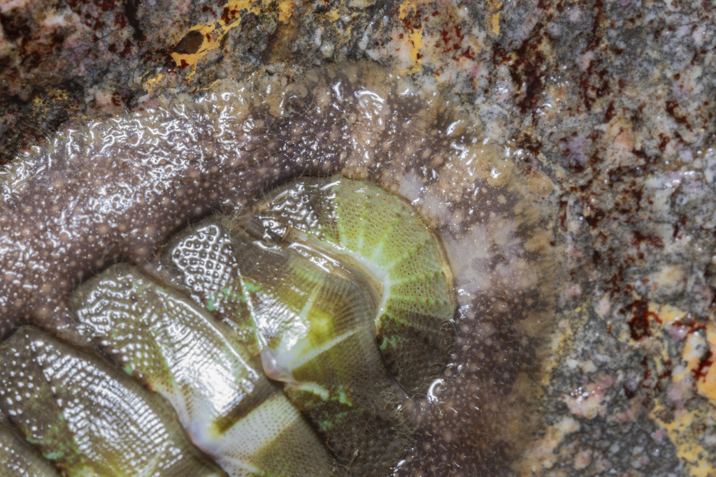Hind's Chiton