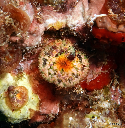 Drouetia coalescens observed 2024-12-16