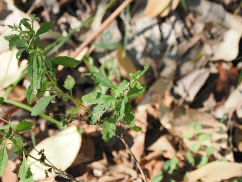 Image of Blue Bonnet (Centratherum riparium) by (c) Lucas Christofides, some rights reserved (CC BY)