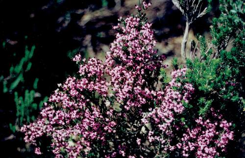 Erica umbellata (Erica umbellata)