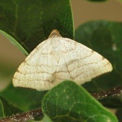 Taeniogramma octolineata