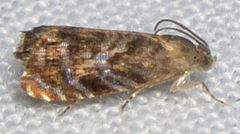 Grapholita prunivora