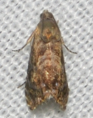 Grapholita prunivora