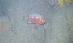 Pristigenys serrula