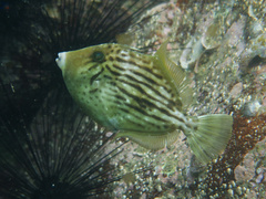 Threadsail Filefish photo 2