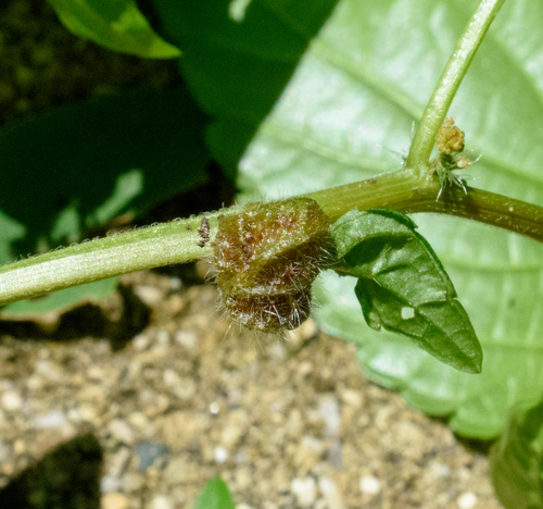 Copperleaf stem gall midge