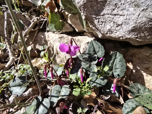 Image of Cyclamen alpinum by (c) Thor-Rune Hansen, some rights reserved (CC BY-SA)