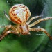 Elegant Crab Spider - Photo (c) Ari Zakroff, some rights reserved (CC BY-NC), uploaded by Ari Zakroff