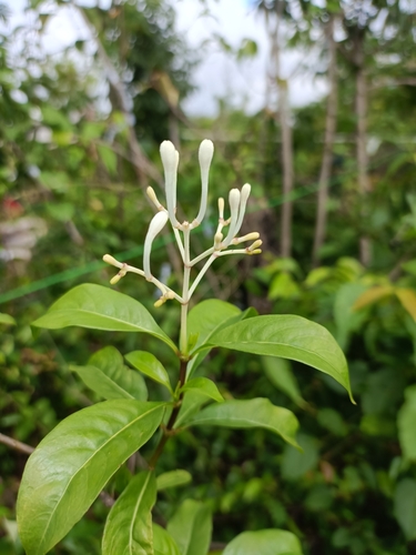 Chassalia princei