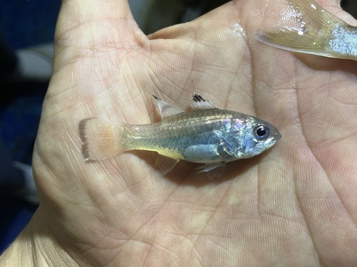 Flagfin cardinalfish (Jaydia truncata) — Apogonidae — 4