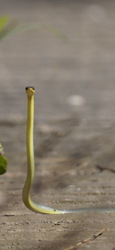 Common Tree Snake sighting