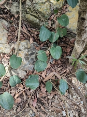 © Hendrik McCarthy, some rights reserved (CC-BY-NC)