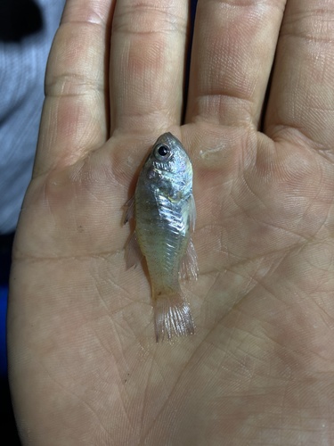 Striped cardinalfish (Jaydia striata) — Apogonidae