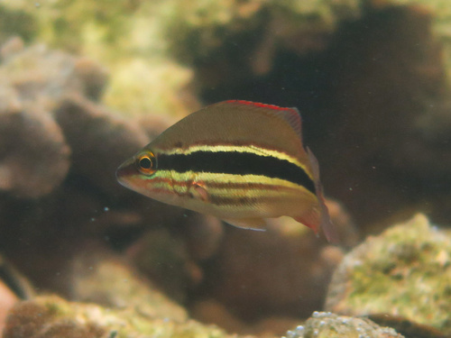 Darktail snapper (Lutjanus lemniscatus) — Lutjanidae — 2