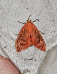 Arctioblepsis rubida