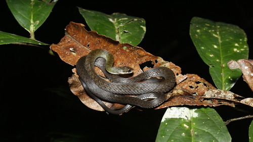 Tropidonophis picturatus, 2025-01-27