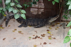 Crocodylidae