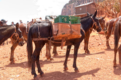Equus asinus × caballus