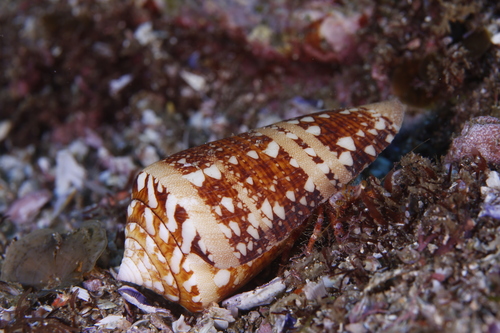 Conus ammiralis observed 2024-12-21