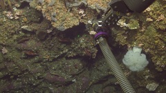 Proceraea