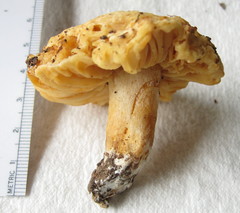 Russula earlei