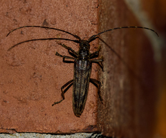 Elytrimitatrix undata