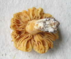 Russula earlei