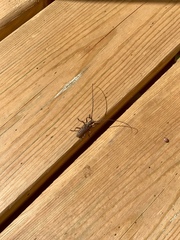 Monochamus maculosus