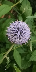 Echinops bannaticus
