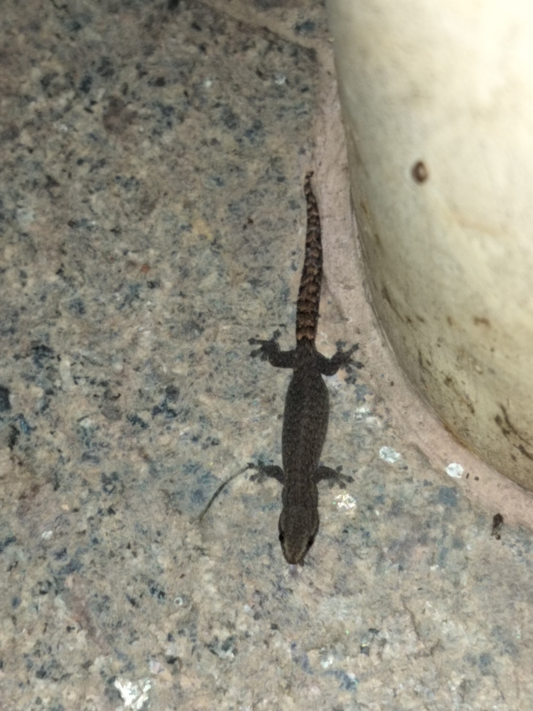 Bangalore Slender Gecko